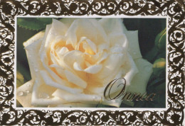 FLEURS Vintage Carte Postale CPSM #PBZ459.FR - Flowers