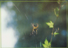 INSECTES Animaux Vintage Carte Postale CPSM #PBS487.FR - Insecten