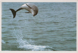 DAUPHINs Animaux Vintage Carte Postale CPSM #PBS672.FR - Dauphins