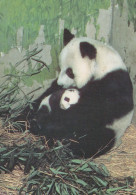 PANDA OURS Animaux Vintage Carte Postale CPSM #PBS238.FR - Orsi