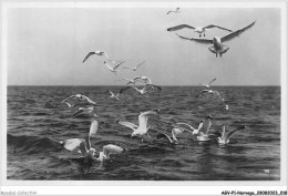 AGVP1-0011-NORVEGE - Moven - Sea-gulls - Gabbiani - Mouette - Norwegen