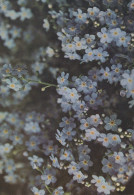 FLOWERS Vintage Ansichtskarte Postkarte CPSM #PAR271.DE - Fleurs