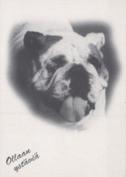 HUND Tier Vintage Ansichtskarte Postkarte CPSM #PAN967.DE - Chiens