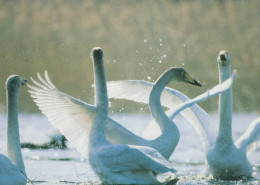 VOGEL Tier Vintage Ansichtskarte Postkarte CPSM #PAN317.DE - Vögel