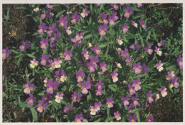 FLOWERS Vintage Ansichtskarte Postkarte CPSM #PBZ520.DE - Blumen