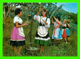 RIO GRAND DO SUL, BRASIL - GROUP IN TYPICAL DRESS AT GRAPE HARVEST - MERCATOR - - Other & Unclassified