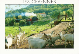 *CPM - 30 - ANDUZE- Train à Vapeur - Chevres - Anduze