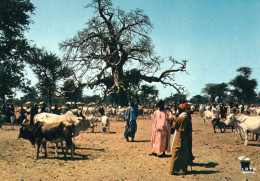 1 AK Senegal * Troupeau Dans Le Nord Senegal - Vieh Im Norden Von Senegal - Cattle In North Senegal * - Senegal