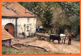 88 Vosges Vieux Métiers 1984 Vie à La Ferme Dans Les Hauts Boeuf ( Scan Recto Verso ) Attelage Boeufs  11,5 X 17 Cm - Paysans