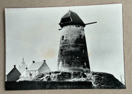 HERENTHOUT - Molen Van Looy - 14,5 X 10,5 Cm. (REPRO PHOTO !) - Places