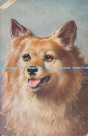R170626 Old Postcard. A Dog. Faulkner - Monde