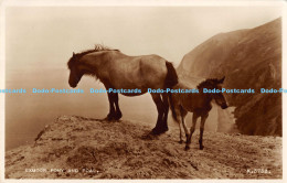 R169102 Exmoor Pony And Foal. Valentines. RP - Monde