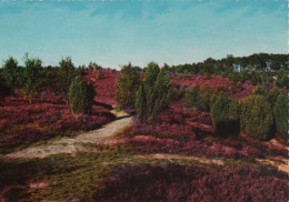 101174 - Lüneburger Heide - Wilseder Berg - Ca. 1975 - Lüneburger Heide