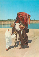 Tunisia Kairouan Les Bassin Des Aghabites Man And Woman With Camel - Tunesien