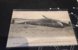 Carte Postale  N1 LA  BARRE DE MONTS Une     Baleine   A été Rejetée Par La Mer Le 28 Mars 1919 - Autres & Non Classés