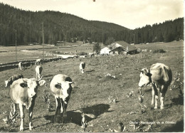 CPSM GF CHALET RESTAURANT DE LA COMBAZ / VACHES - Autres & Non Classés