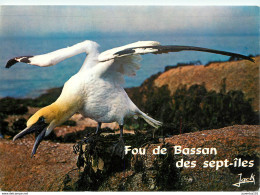 CPSM Fou De Bassan                   L2742 - Oiseaux