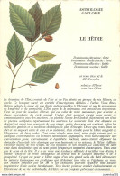 CPSM Astrologie Gauloise-Le Hêtre                      L2749 - Trees