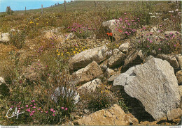 CPSM Fleurs De Montagne                       L2745 - Sonstige & Ohne Zuordnung