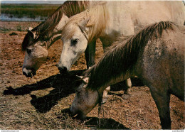 CPSM Chevaux De Camargue            L2760 - Chevaux