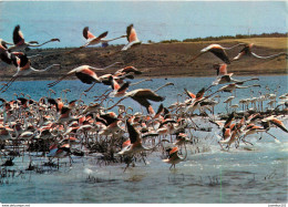 CPSM En Camargue-Flamants Roses        L2758 - Autres & Non Classés