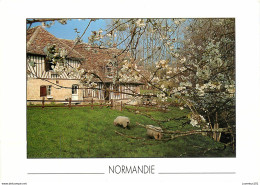 CPSM Chaumière Normande               L2753 - Basse-Normandie