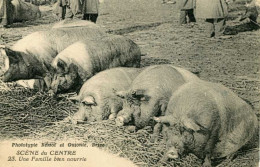 Sene Du CENTRE = Une Famille Bien Nourrie  Cochons   5883 - Centre-Val De Loire
