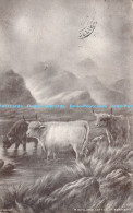 R170733 Highland Cattle. F. Bennett. 1910 - Welt