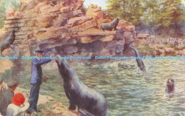 R169696 Sea Lions At The Zoo. 1956. Salmon - Welt