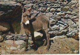 Animaux & Faune Anon Petit Ane - Donkeys