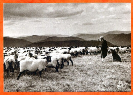 N° 67 1992 Le Berger  Moutons Joel Couchouron 88 Vosges Vieux Métiers  - Kunsthandwerk