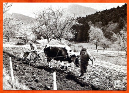 N° 54 Labour Avec Boeuf 88 Vosges Vieux Métiers  - Campesinos