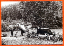 N° 53 1992 Les Foins Boeuf Fenaison Joel Couchouron 88 Vosges Vieux Métiers - Campesinos