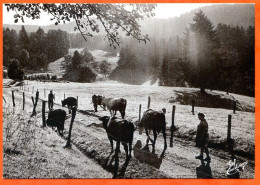 N° 51 1992 Les Vaches Au Parc  Joel Couchouron 88 Vosges Vieux Métiers  - Farmers