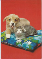 Animaux & Faune Chiot Et Chaton - Hunde