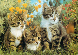 Animal Types And Scenes Kittens Photo - Chats