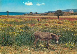 Greece Crete Farmers And Donkey - Grèce