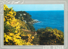 France Cote D'Azur Rivages Enchanteurs Tapisses De Mimosas - Other & Unclassified