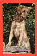 Carte Postale CHIEN De Chasse ( 21744 ) - Chiens