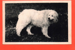 Carte Postale CHIEN De Montagne  BERGONS De SOUM   ( 21746 ) - Hunde