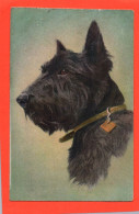 Carte Postale CHIEN  SCOTCH TERRIER  TERRIER ECOSSAIS   ( 21743 ) - Dogs