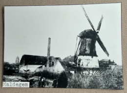 MALDEGEM - Molen / Moulin - 14,5 X 10,5 Cm. (REPRO PHOTO !) - Places