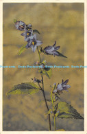 R172112 Wild Flowers Of The Countryside. No. 389. Nettle Leaved Bellflower. J. B - World
