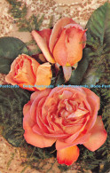 R172114 Roses. Dixon. Postcard - World