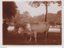 ALLIER ATTELAGE BOEUFS DU BOURBONNAIS 1926 - Orte