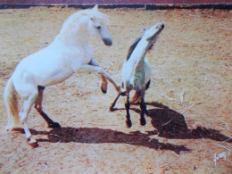 CHEVAUX - En Camargue - Combat De Chevaux. - Pferde