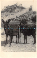 R171598 Donkeys. Old Photography. Postcard - Welt