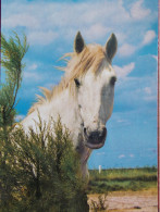 CHEVAUX - Cheval Camarguais. (portrait) - Horses