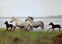 13-CAMARGUE CHEVAUX-N°2806-A/0253 - Other & Unclassified