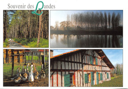 40-LANDES-N°2806-A/0031 - Other & Unclassified